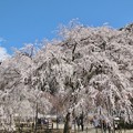 IMG_2467 (1280x853)