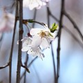 IMG_2425 (1280x855)