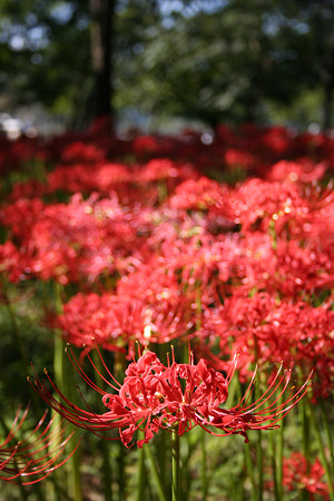 巾着田の曼珠沙華