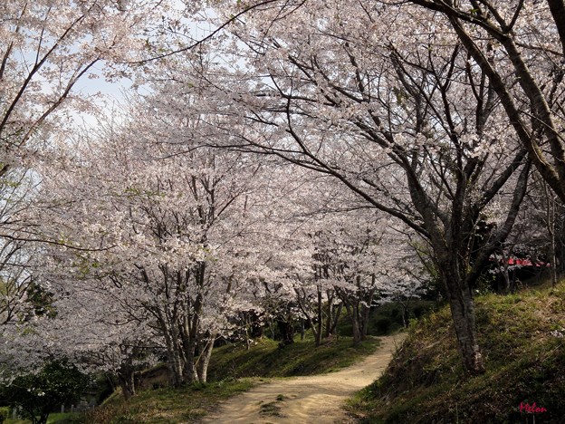 桜の小路１