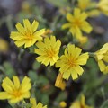 ２０１５年今年富幕山へ☆トミー８３回登頂