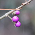 ２０１５年今年富幕山へ☆トミー８５回登頂