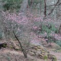 コウバイ（紅梅）　バラ科