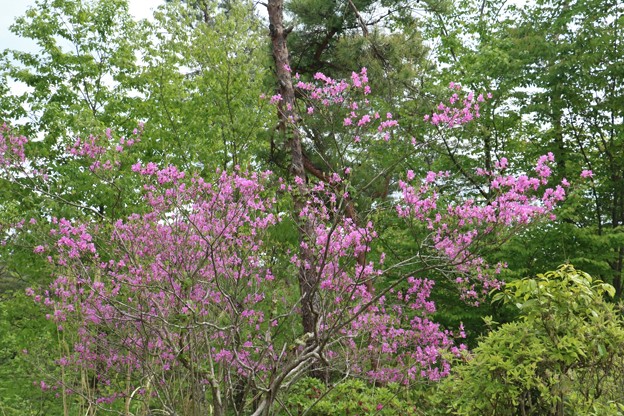 ミツバツツジ 三つ葉躑躅 ツツジ科 別称 ミヤマツツジ 深山躑躅 写真共有サイト フォト蔵