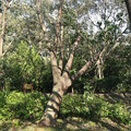 台風２４号爪痕万葉の森公園
