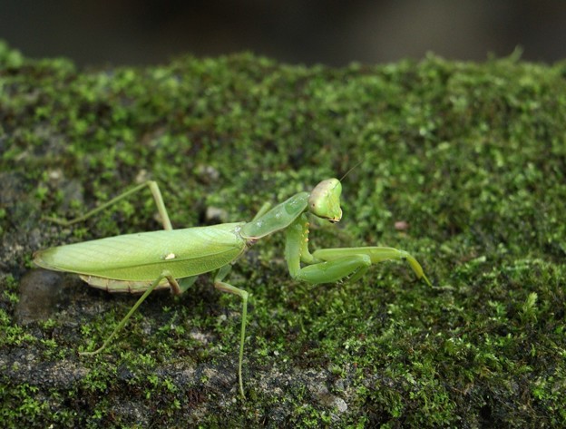 (腹広螳(蟷)螂) カマキリ科