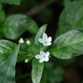 参考写真、これはシロバナイナモリソウ（白花稲森草）夏から「７月後半～９月頃」まで咲きます。