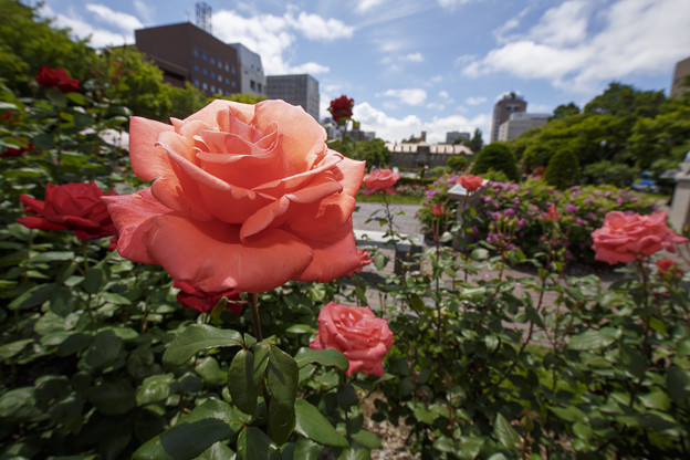 ピンクの薔薇