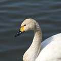 白鳥_菅生沼 D9957