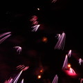花火_常総 D3011