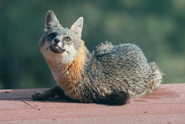 Gray Fox (7)