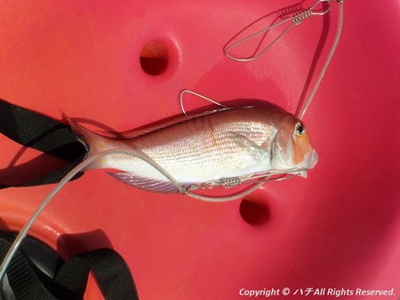 2014-04-26魚は何処に?? (9)