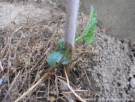 2014-05-02植えつけ (1)