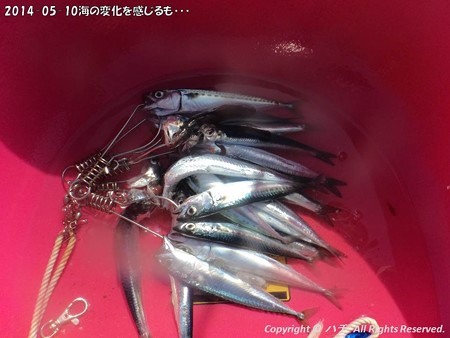 2014-05-10海の変化を感じるも・・・ (8)