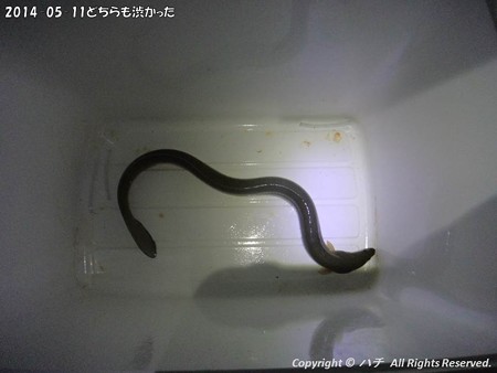 2014-05-11どちらも渋かった (6)
