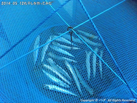 2014-05-12丸干しを作ってみた (4)