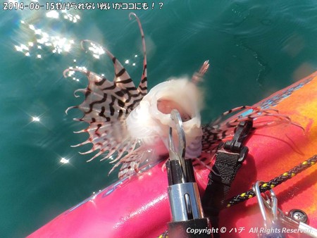 2014-06-15負けられない戦いがココにも!? (6)