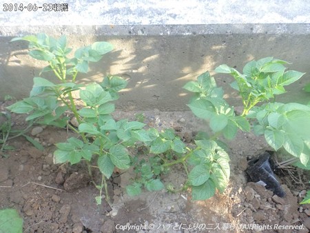 2014‐06-23収穫 (3)