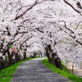 Photos: 桜のトンネル