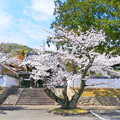一等寺の桜