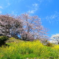 清田八幡宮の桜