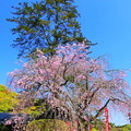 Photos: 西方寺の枝垂桜