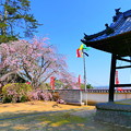 Photos: 西方寺の枝垂桜