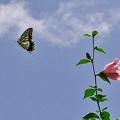 ムクゲの花とアゲハ蝶