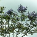 南郷駅のジャカランダの花