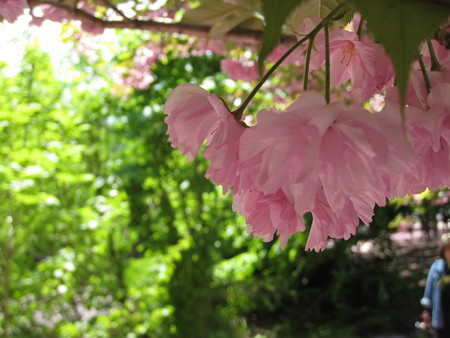 新緑と八重桜
