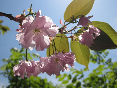 八重桜
