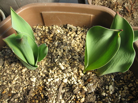 分球した植えっぱなしのチューリップ