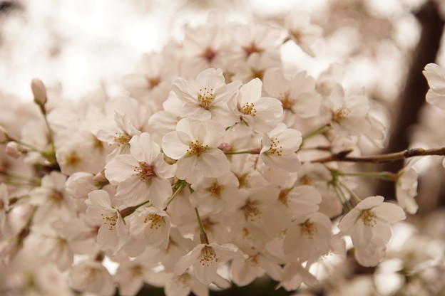 Cherry Blossom 1