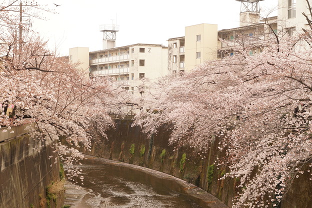 Cherry Blossom 4