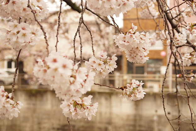 Cherry Blossom 5