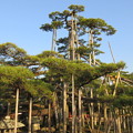 唐崎神社（大津市）