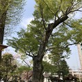 松戸神社（千葉県）