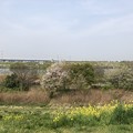 松戸宿（千葉県）江戸川