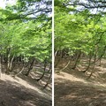 Photos: 玄蕃尾城（福井県敦賀市刀根・滋賀県長浜市余呉町）国境軍道？