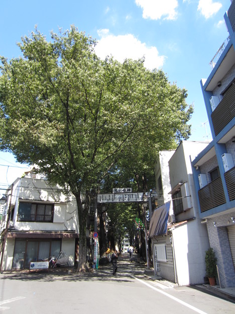 鬼子母神大門（豊島区）欅並木