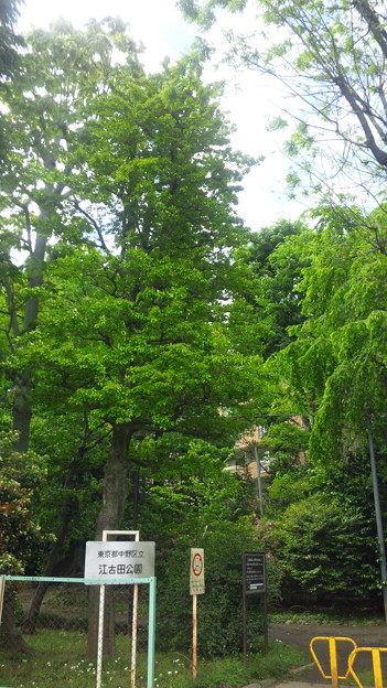 江古田公園（中野区松が丘）