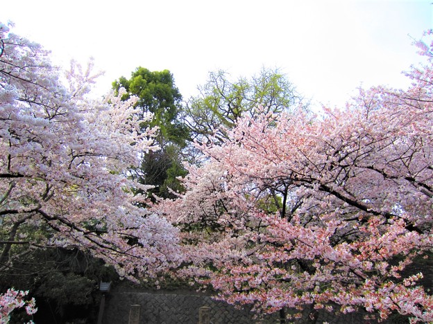 12.04.10.音無親水公園（東京都北区）