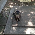 Photos: 13.06.09.音無親水公園（東京都北区）(ΦωΦ)