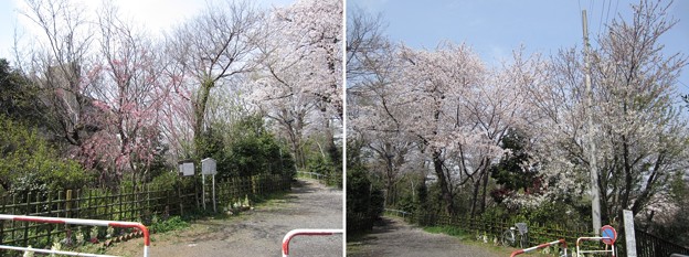 12.04.10.八幡山 若宮八幡神社（北区中十条）