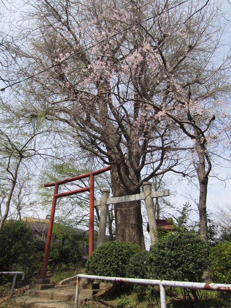 12.04.10.八幡山 若宮八幡神社（北区中十条）