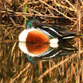 Photos: 春眠ハシビロガモ