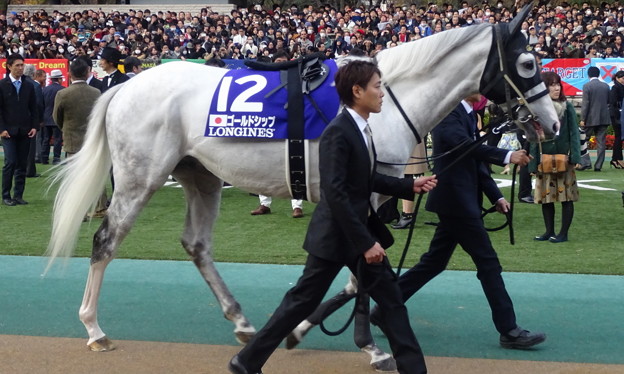 ｺﾞｰﾙﾄﾞｼｯﾌﾟ(5回東京9日 11R 第35回 ｼﾞｬﾊﾟﾝｶｯﾌﾟ(GI)出走馬)