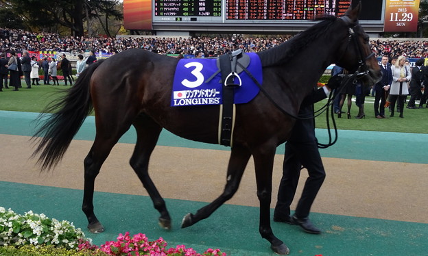 ﾜﾝｱﾝﾄﾞｵﾝﾘｰ(5回東京9日 11R 第35回 ｼﾞｬﾊﾟﾝｶｯﾌﾟ(GI)出走馬)