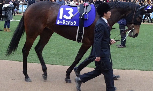 ﾙｰｼﾞｭﾊﾞｯｸ(5回中山8日 10R 第60回ｸﾞﾗﾝﾌﾟﾘ 有馬記念(GI)出走馬)