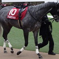 ｱｴﾛﾘｯﾄ(2回中山2日 11R 第92回 中山記念(GII)出走馬)